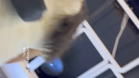 KFC – plump buttocks white underwear front and back