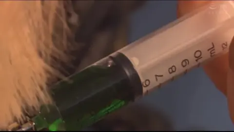 Blonde Women in Bodysuits Restrained and Injected