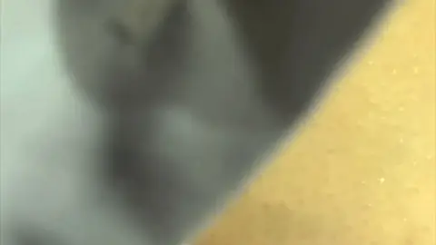 ASSA87 – pal Undressing