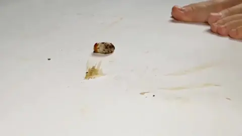 Slim Caucasian Woman Smearing Feces with Foot